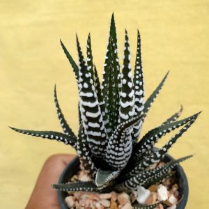 ม้าลาย ซุปเปอร์ไวท์ ฮาโวเทีย Haworthia fasciata Super White #Haworthia #ฮาโวเทีย #เมล็ดพันธุ์พืช