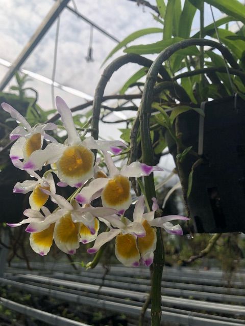 Phong%20lan%20Ng%E1%BB%8Dc%20Th%E1%BA%A1ch%203%20m%C3%A0u%20-%20Image%206