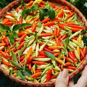 Combo 3 gói hạt giống ớt xiêm trắng siêu trái-gói 70hat-tặng kèm phân bón