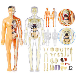 3D Human Torso Model Removable Parts Students Science Learning Skeleton Organ Anatomy