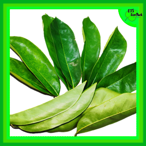 [EJS] Fresh Organic Soursop Leaves - 新鲜红毛榴莲叶 - Daun Durian Belanda Segar (有机天然，无化学， 零农药)