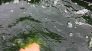 Ratjat น้ําเขียวไรแดง หัวเชื้อน้ําเขียว Chlorella สําหรับหัวเชื้อขยายน้ําเขียว (ขนาด 3 L)