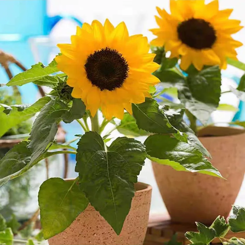 Height 40cm Sunflower 20 Mini Sunflower Seeds - Dwarf Bonsai Sunflower  Variety, Grows To 40cm, Yellow Blooms Yellow Sunflower Garden Seeds
