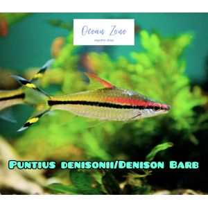 【Ocean Zone】Puntius denisonii / Denison Barb (5cm-6cm) – 1pc/2pcs/3pcs (Live Fish with DOA) 一眉道人
