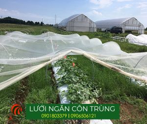 Lưới khổ 2.7m bán theo mét tới ngăn côn trùng trồng rau ngăn ruồi vàng đục trái cho cây ăn quả