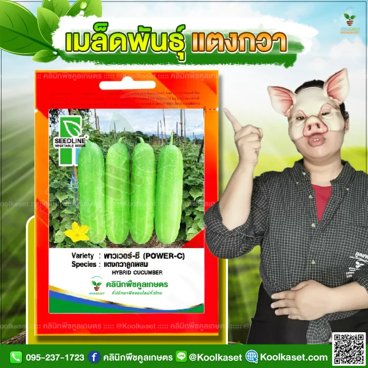 เมล็ดพันธุ์แตงกวา พาวเวอร์-ซี SL ซีดไลน์ ผลดก ทนโรค
