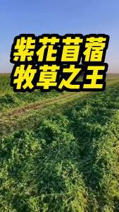 批发牧草草子紫花苜蓿种子紫花苜蓿草籽牛羊鸡牧草四季草籽易种植