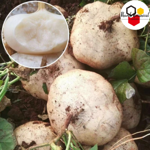 Singkamas Seeds (10seeds) - Turnip Seeds