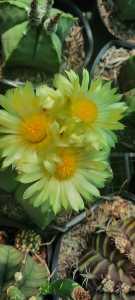 XƯƠNG RỒNG ASTRO Tuổi hoa .Tặng chậu nhựa nhỏ