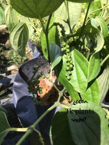 Sov  real live plants  pokok hidup  pokok lada hitam  black pepper plants  live plants  garden
