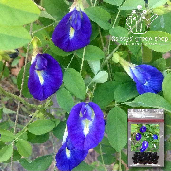 Blue Ternate Clitoria Ternatea Butterfly Tea buy one get one free，50 ...