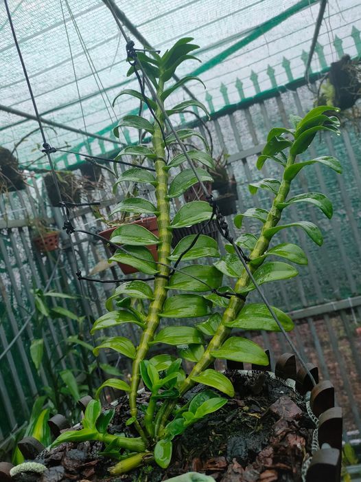 (S%E1%BB%90C%20GI%C3%81%20R%E1%BA%BA)%20Hoa%20lan%20phi%20%C4%91i%E1%BB%87p%20-%205ct%20c%E1%BB%A7%20chi%20CAM%20K%E1%BA%BET%20C%C3%82Y%20%C4%90%E1%BA%B8P%20CHU%E1%BA%A8N%20-%20Image%205