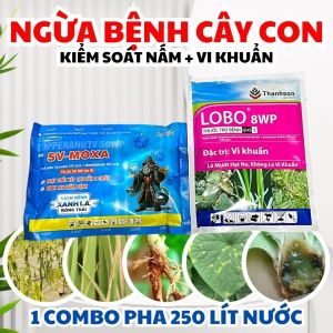 COMBO NGỪA NẤM BỆNH – VI KHUẨN CÂY CON Chống thối gốc – lở cổ rễ – HÉO XANH HÉO RŨ CÂY CON cây con | Tưới gốc 250–300 lít nước SV-MOXA + LOBO 8WP hoạt chất dimethomorph cymoxanil gentamicin oxytetracyline