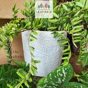 The Leaferie Eilish plant pots. flowerpot . flowerpots . flower pot . planter . planters . Ceramic . Plants