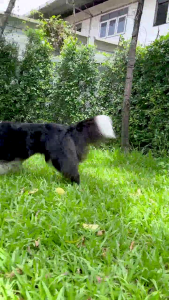 BEARING NATURE SERIES แชมพูน้ำมันเมล็ดธรรมชาติ 250 ml. สำหรับสุนัขและแมวทุกสายพันธุ์