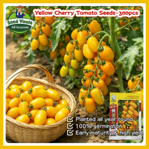 Fast Growing 300pcs Fresh Yellow Cherry Tomato Seeds for Planting Fruit Plants High Yield Dwarf Cherry Tomato Seeds Organic Sweet Cherry Tomato Vegetables Seeds for Gardening Balcony Bonsai Cherry Tomato Seedlings Cherry Tomato Live Plant Fruit Seeds