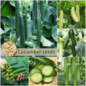 100pcs F1 Bunch Cucumber Seeds Lyalyuk Cucumber Heat Resistant Baby Cucumber Super Fruit