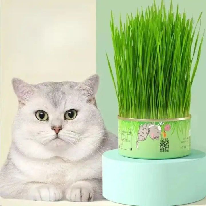 Organic cat grass growing clearance kit