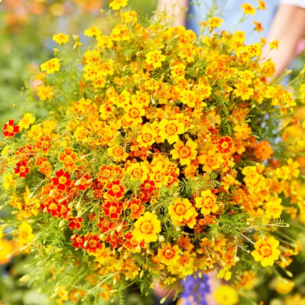 เมล็ดพันธุ์ดาวเรืองเลม่อนคละสี ดอกไม้กินได้