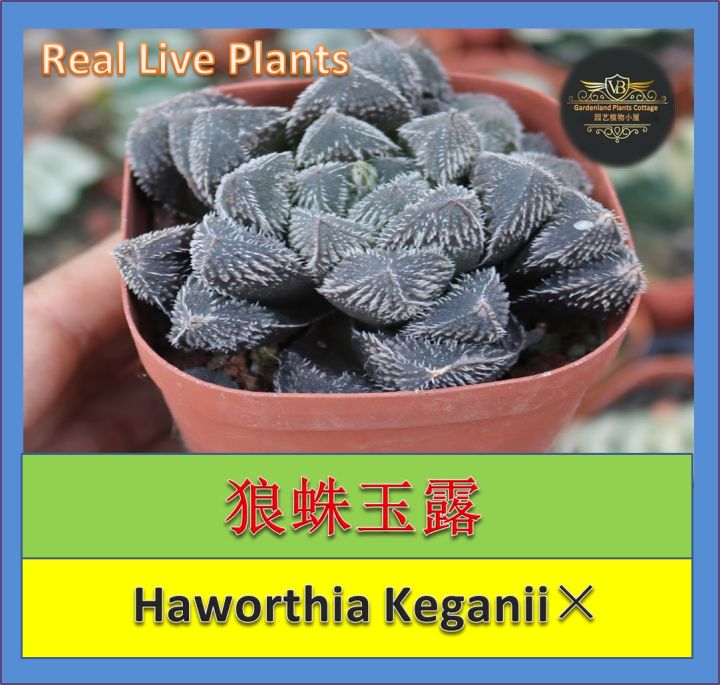 ハオルチア 狼蛛錦