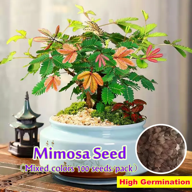 Mimosa Pudica Mimosa Seeds for Sale (100pcs/bag)  Flower Seeds for  Planting Fairy