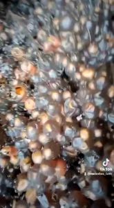 Madu Klanceng Murni: Manfaat & Cara Penggunaan