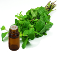 Tinh dầu bạc hà Peppermint. 