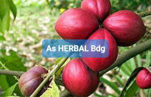 Buah mahkota dewa segar 500 gram fresh-az