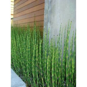 Sindo - Water Bamboo Equisetum Live Plant YJK325TFMV