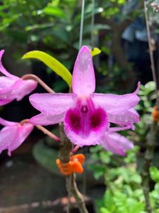 Cây giống Hoa Lan Tím Tây Yên Tử