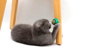 PETCARESMY Rotating Cat Catnip Mints Ball Toys Tools Play Ball Cat Mint Ball Call Treats Tools Teeth Bites Kucing 旋转猫薄荷玩具