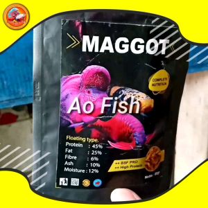 Maggot pakan ikan Chana Oskar Arwana Louhan