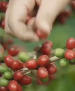 Daikka Espresso Blend dark roast coffee beans 454g - Coffee Italian (Best Seller)