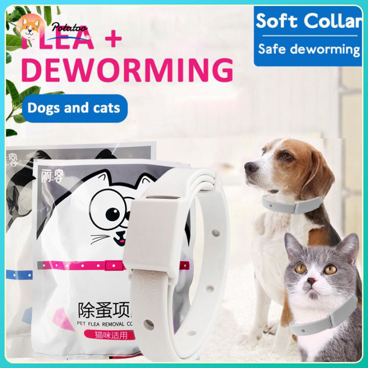 Dog flea deals collar on cat