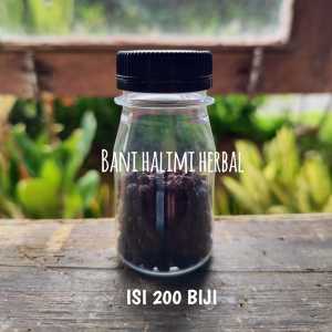 OBAT HERBAL BUAH ANGKUNG KERING