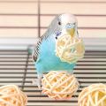 Ti Ti Parrot Bird Ring Toy for lovebird Solid Wood Educational Bird Supplies Intelligence Training Interactive Parrot Toys Bird. 