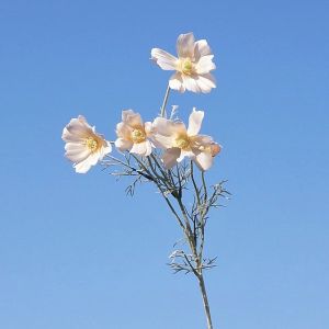 (5 Kuntum) Bunga Artificial Cosmos Gesang/Bunga Kenikir Dekorasi Florist