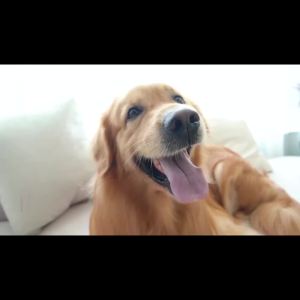 395nm UV Flashlight Zoomable Blacklight USB Rechargeable UV Light Ultraviolet Flashlight For  Urine Detection Curing Lighting