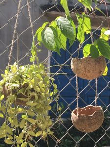 [Tặng kèm dây treo có video] Chậu gáo dừa tự nhiên có khắc hoa văn tinh tế -NANUDECOR