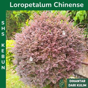 Kesinai Merah Sinai Mas Tumbuhan Hidup Loropetalum Chinense Live Plant Pokok Hiasan SHS Kebun
