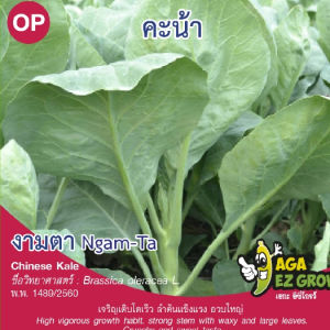 เมล็ดพันธุ์ คะน้างามตา (ถุงใหญ่)