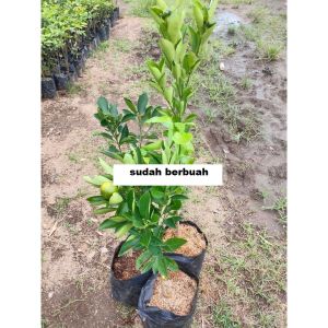 Bibit jeruk kimkit madu sudah berbuah super