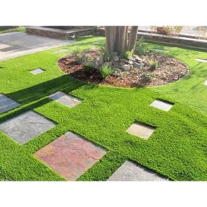 Gói 50g.Hạt giống cỏ nhung nhậtcỏ trồng sân vườntrồng sân banh-gieo dc 5m2