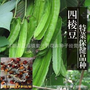 Four-angled Bean Seeds / Seed   String Beans Four-Corner Emperor Bean Seeds Balcony Four Seasons Vegetables Four-Ribbed Bean Seeds Vegetable Seeds