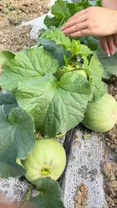 Super sweet emerald melon crisp and thin-skinned fragrant melon suitable for planting in gardens and balconies all year round