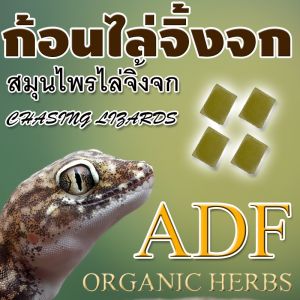 ก้อนไล่จิ้งจก ไล่จิ้งจก ก้อนไล่จิ้งจก ADF 1 ซอง มี 4 ก้อน