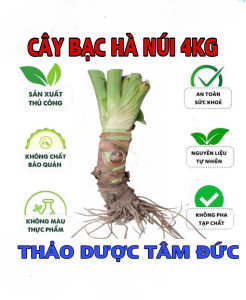 cây bạc hà núi siêu to trồng kiểng