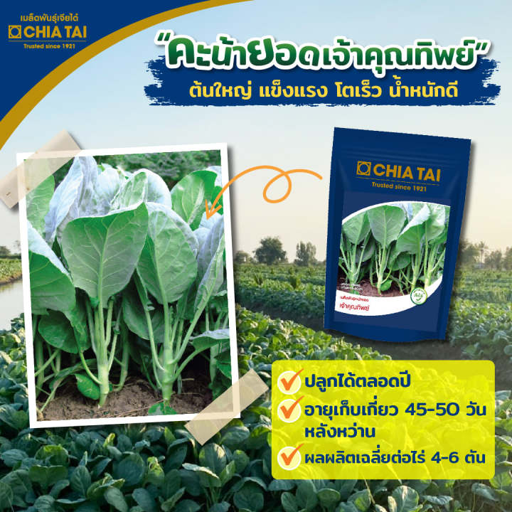 เมล็ดพันธุ์คะน้าเจียไต๋ 2025: ปลูกง่าย โตไว ได้ผลผลิตดี การันตีคุณภาพ!