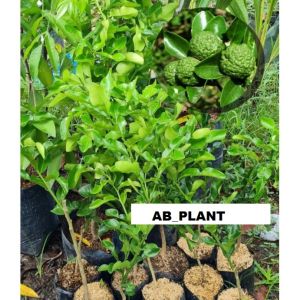 Bibit Jeruk Purut Bumbu Masak Okulasi Sudah Besar berkualitas