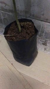 ต้นเงาะตัวผู้(เงาะผู้)